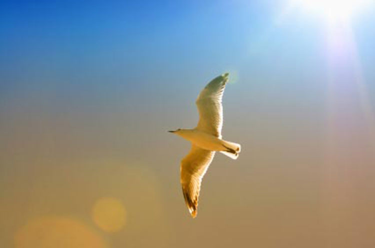 Soaring Seagull, Touching the Divine